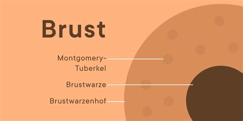 grosse nippel|Brüste: verschiedene Brustformen und Brustwarzengrößen .